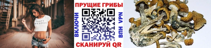 Псилоцибиновые грибы Psilocybe  Балаково 